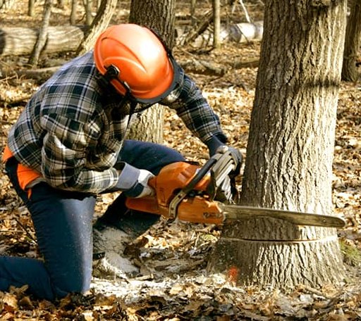 Tree Removal in Bucyrus, KS